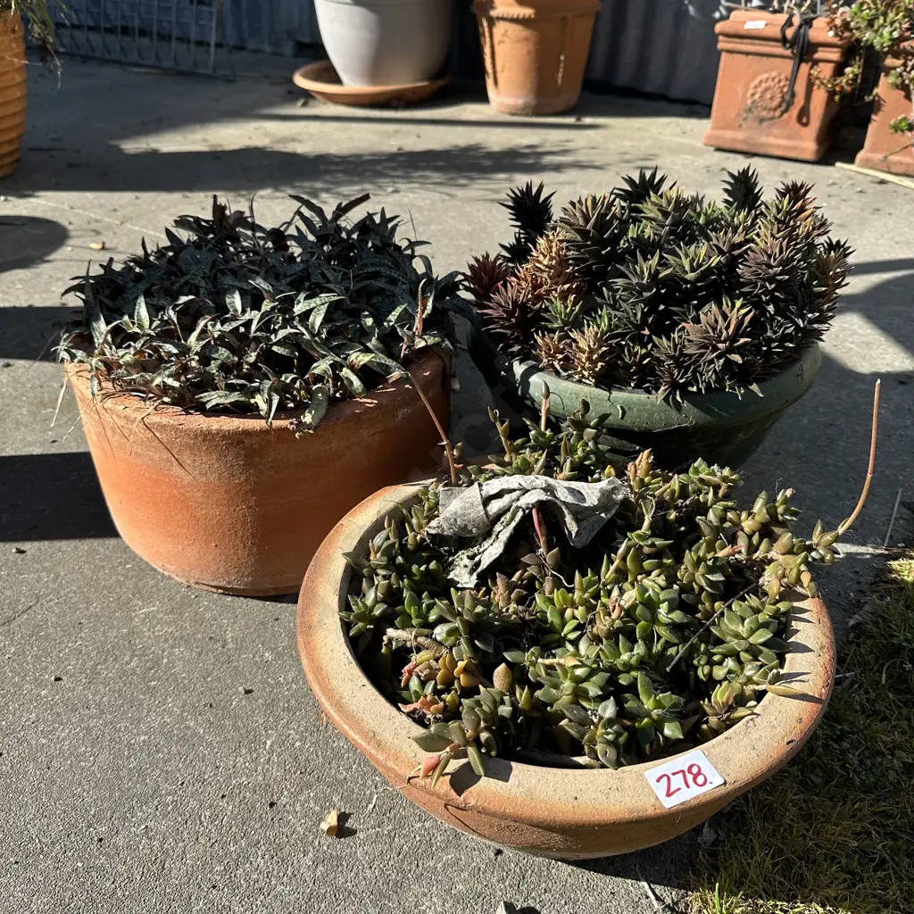 3 potted succulents Image 1++