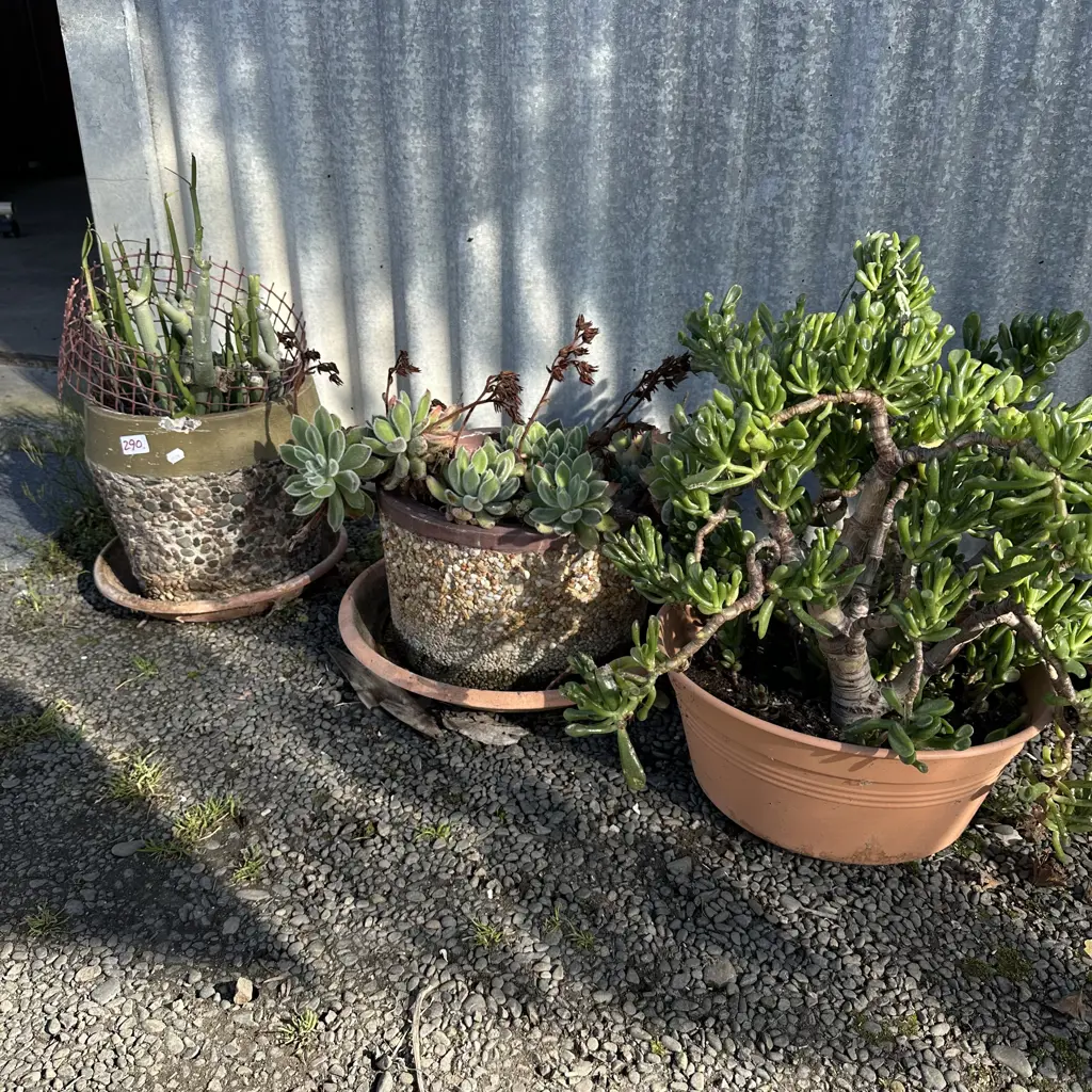 3 potted plants Image 1++