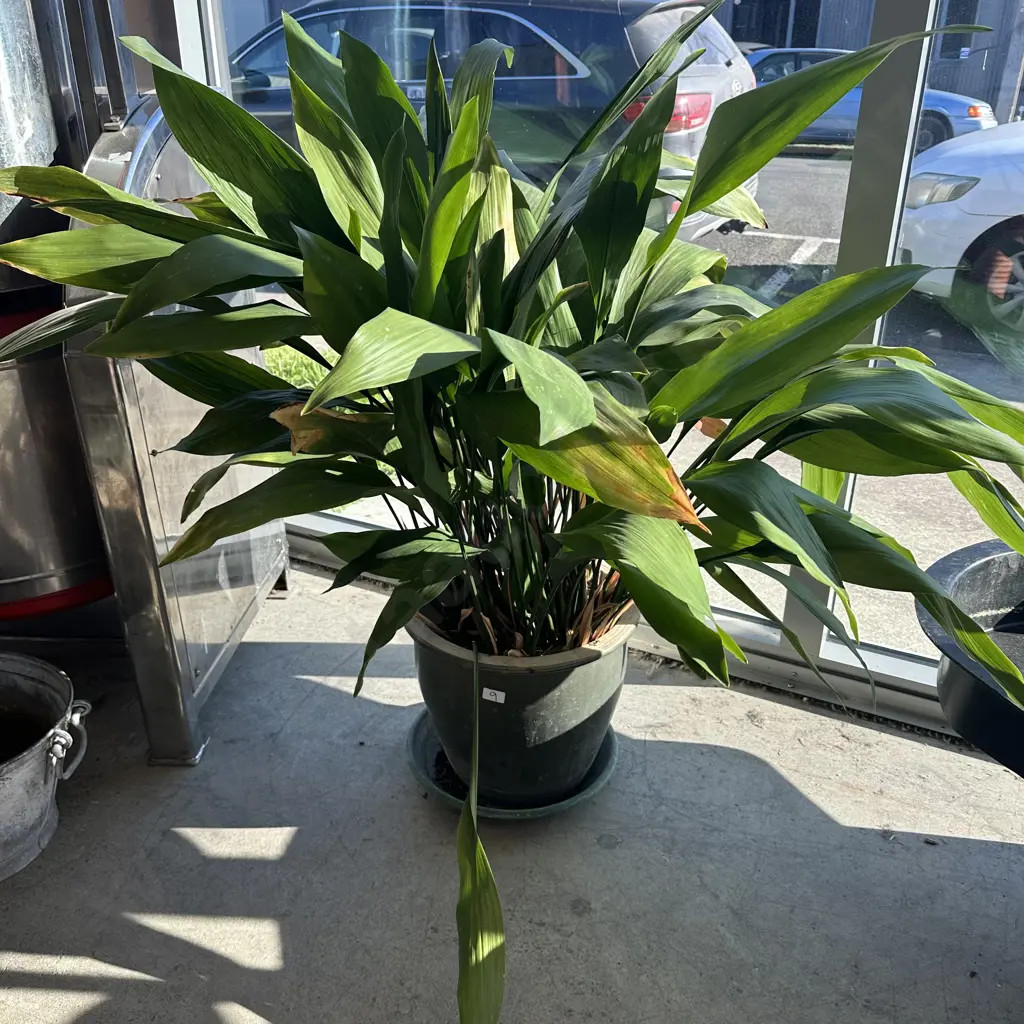 large potted Lily Image 1++
