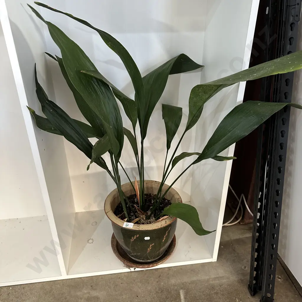 Potted Lily Image 1++