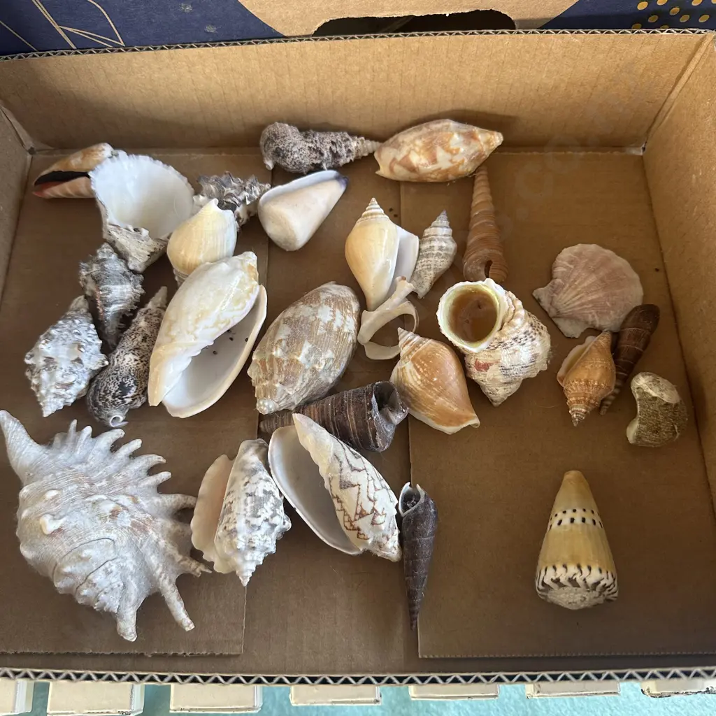 shell collection Image 1++