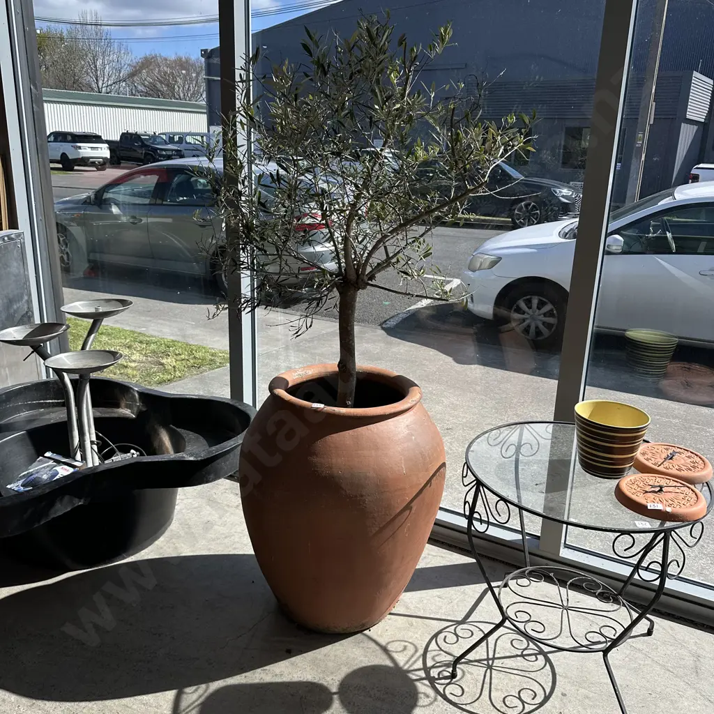 Large potted Olive tree Image 1++
