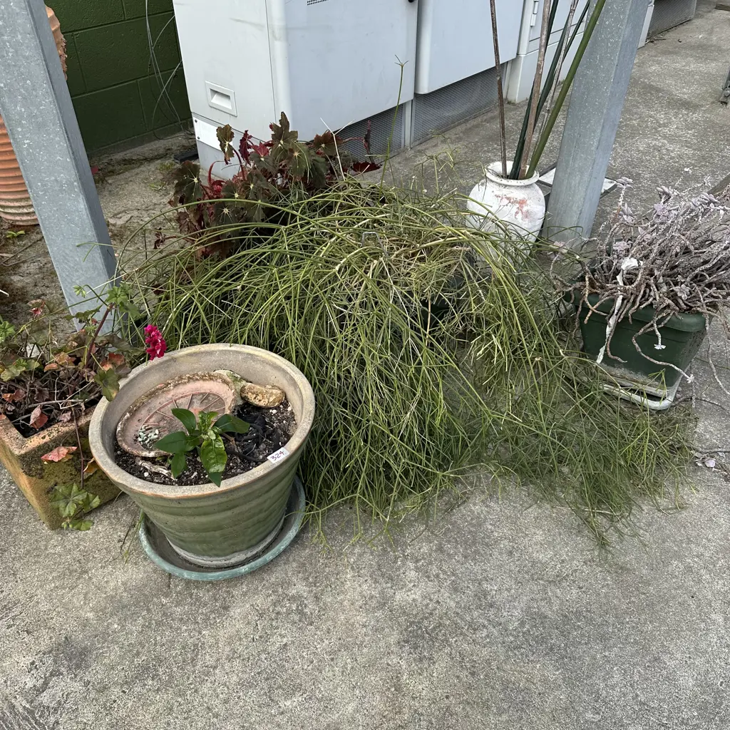 plants and pots Image 1++