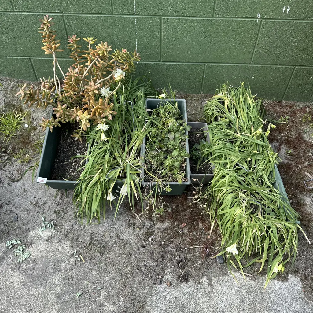 plants Image 1++