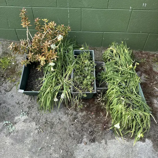 plants