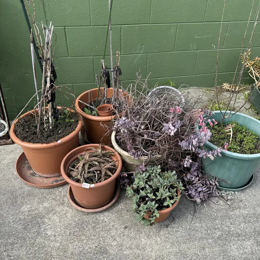 plants Image 1++