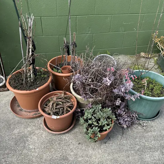 plants
