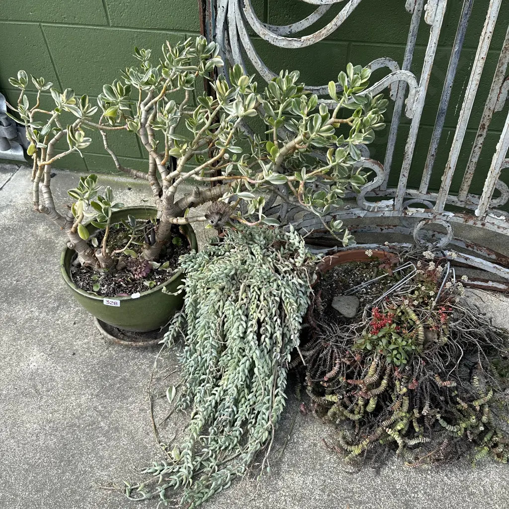plants and pots Image 1++