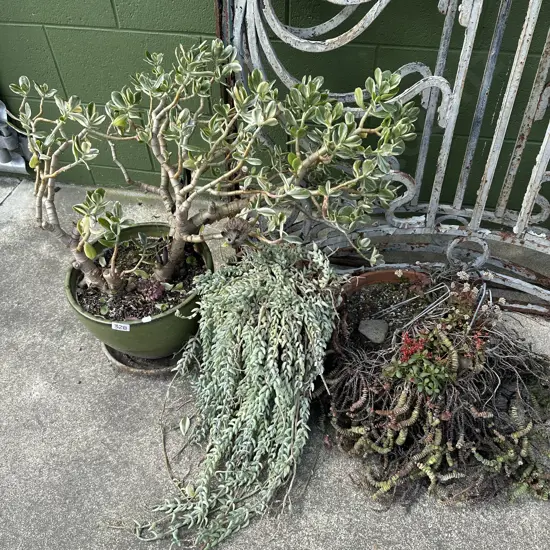 plants and pots