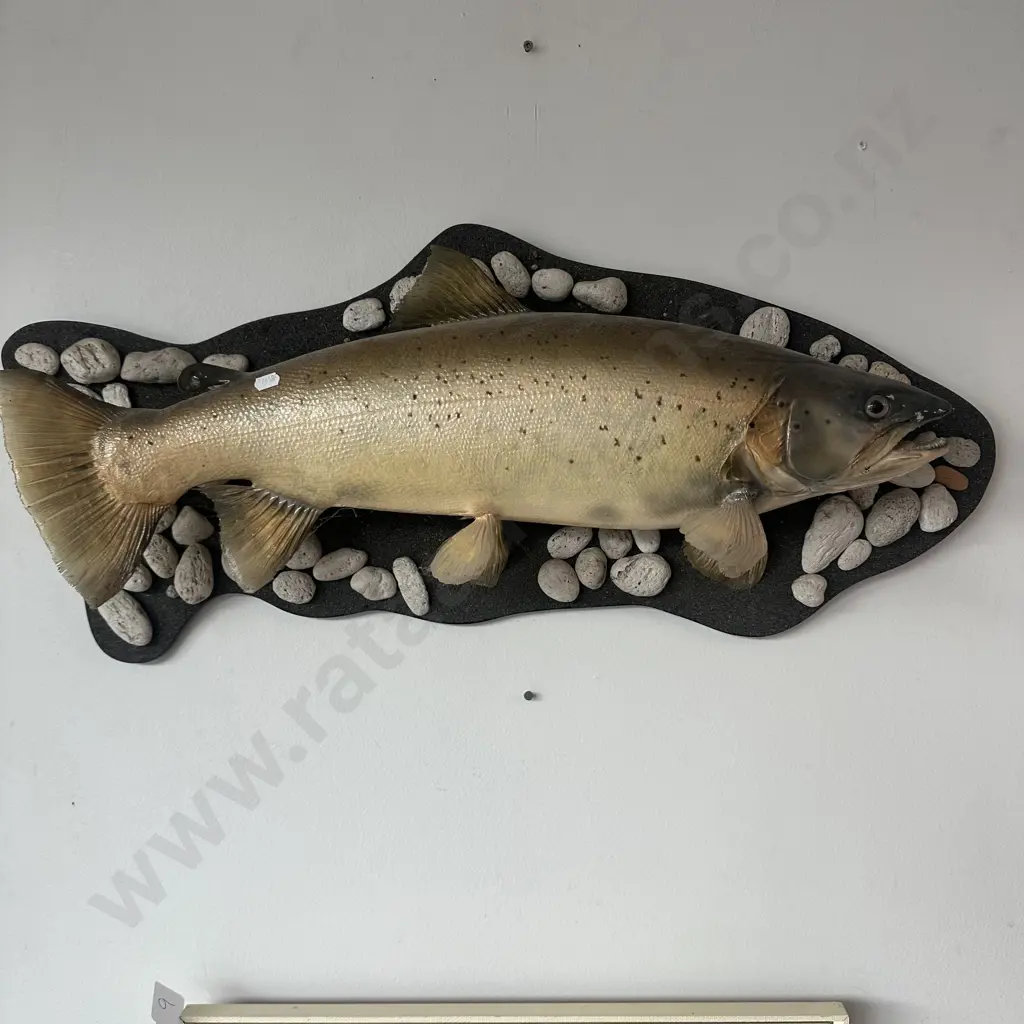Taxidermy trout Image 1++