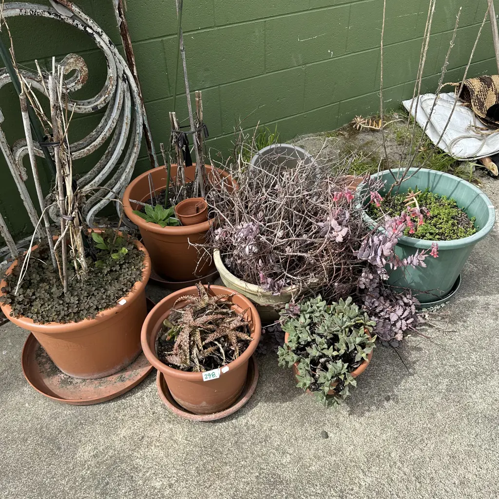 plants Image 1++