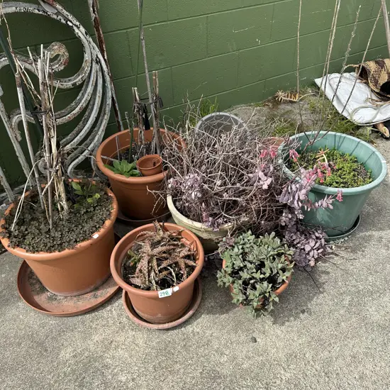 plants