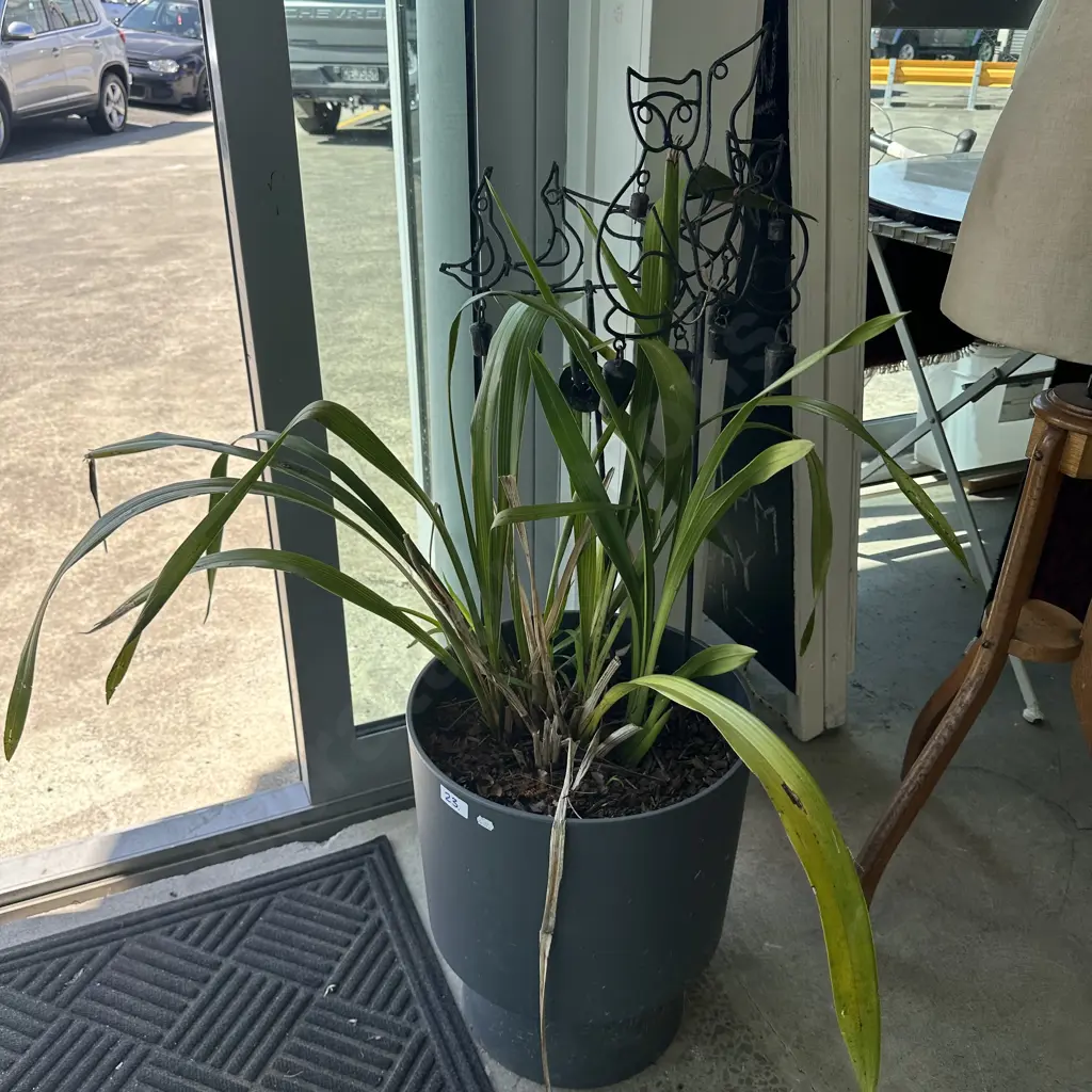 Indoor Orchid with wire bells Image 1++