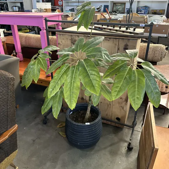 Potted plant