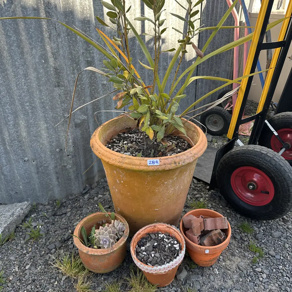 Large plant plus some pots Image 1++