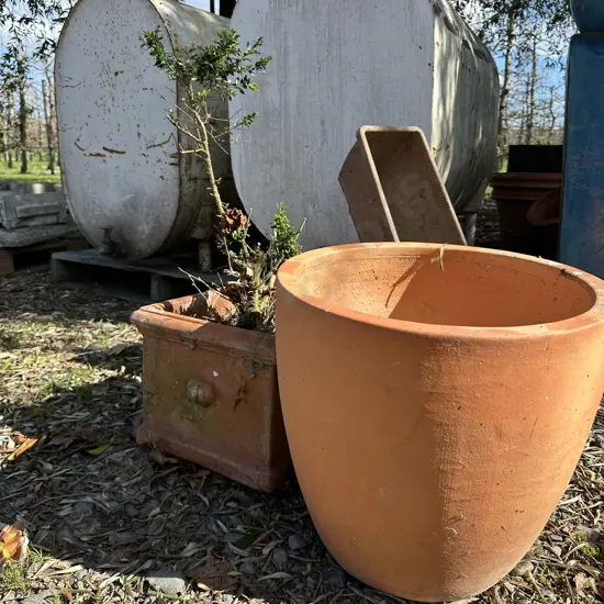 Planters inc Buxus