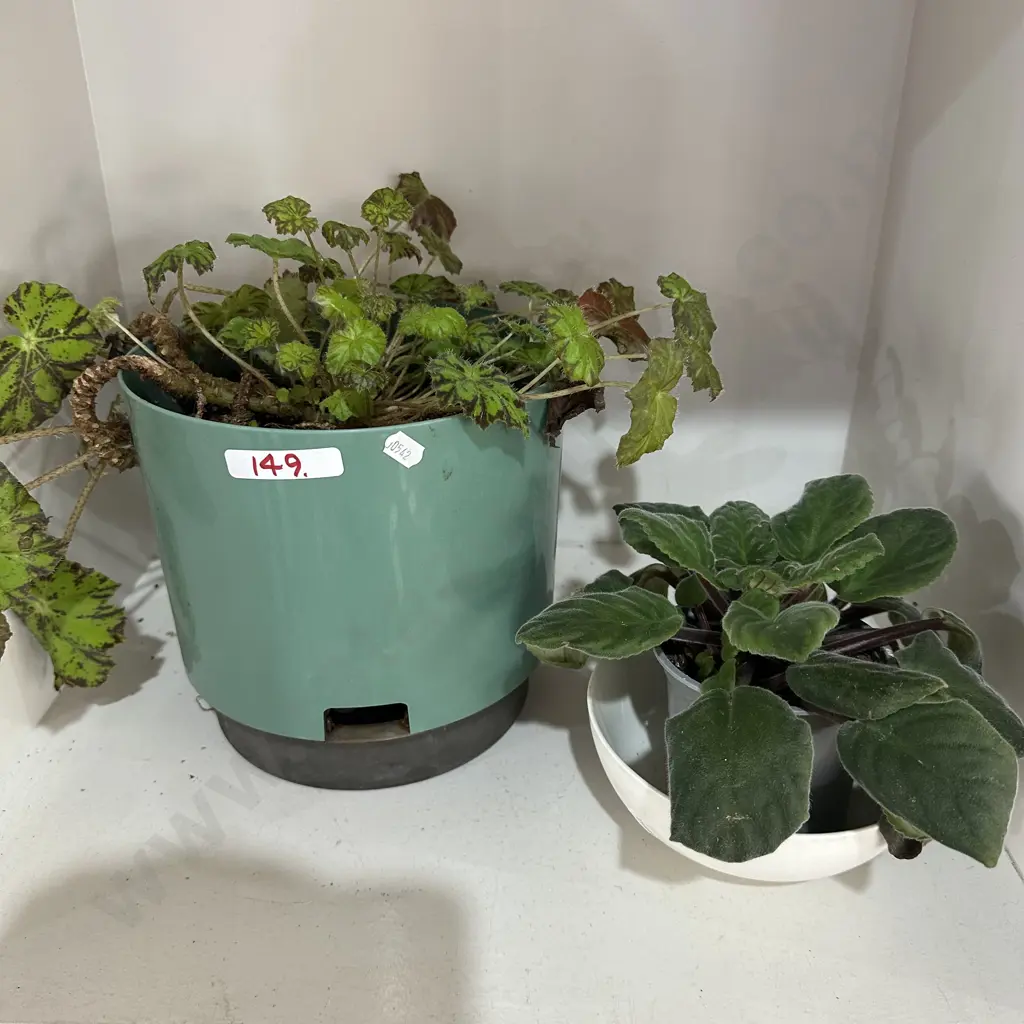 2 plants Image 1++