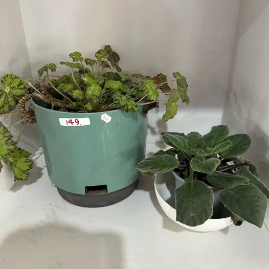 2 plants