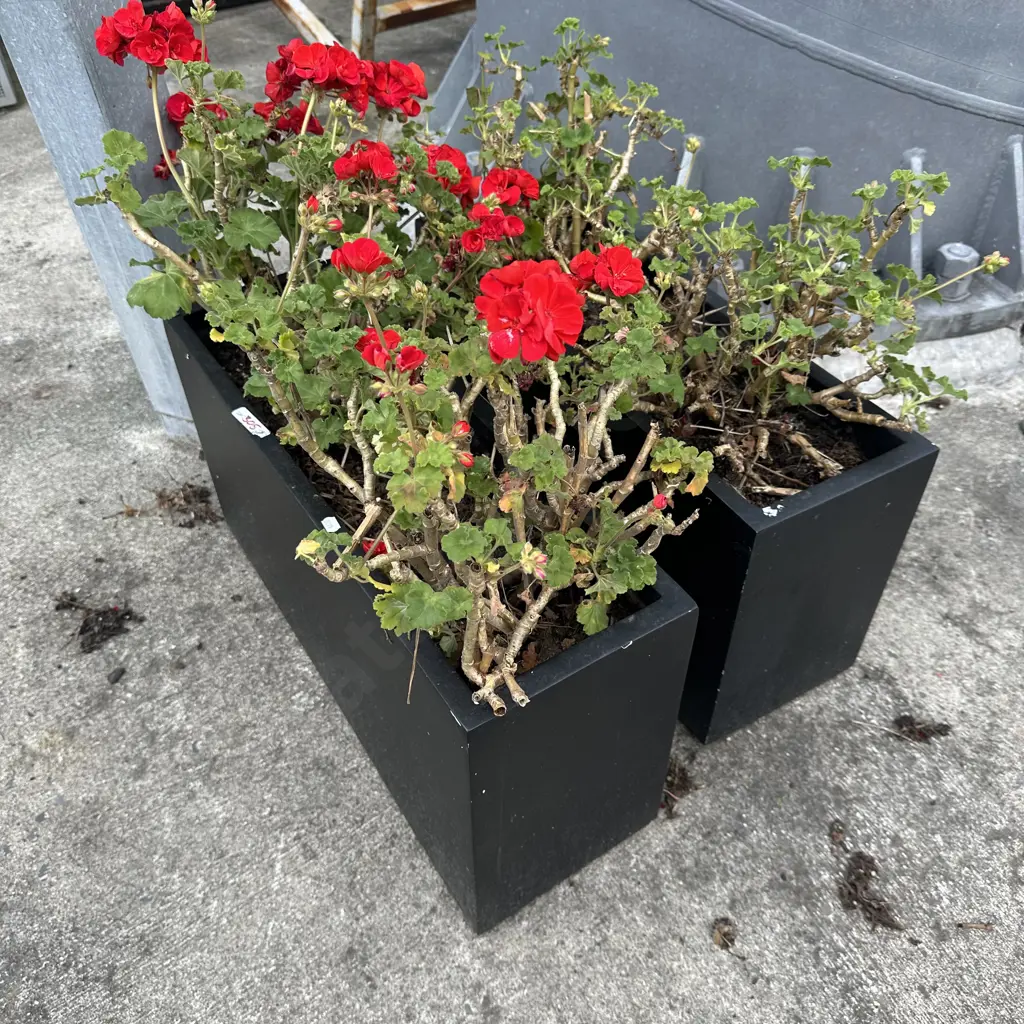 Pair planters with plants Image 1++