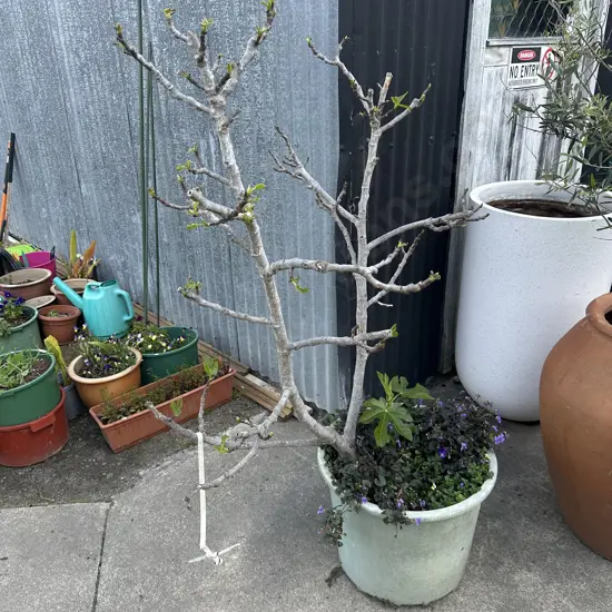 Fig tree