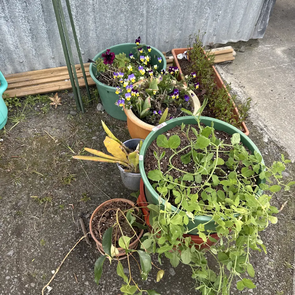 6 Potted plants and 3 steaks Image 1++