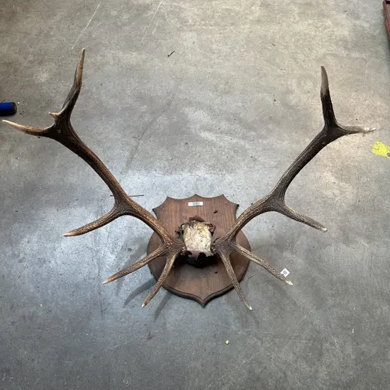 Antlers
