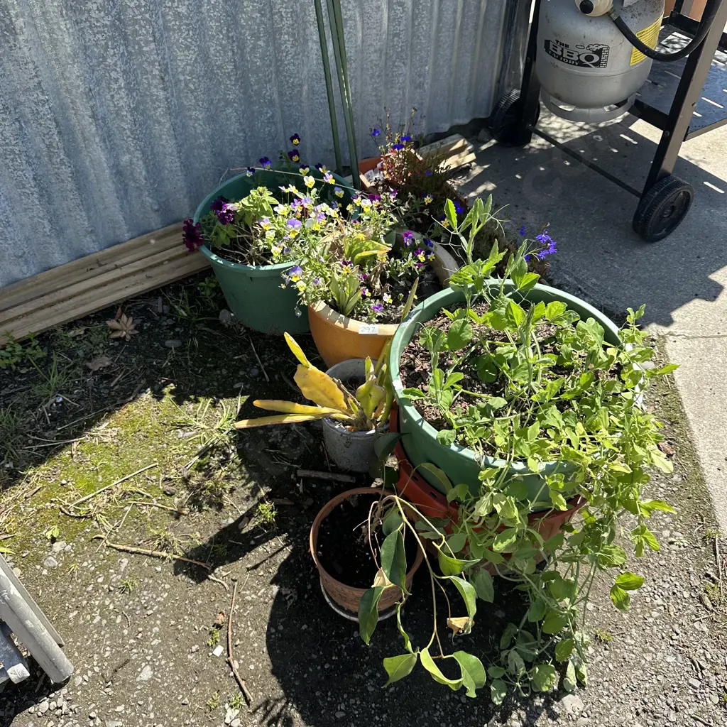 plants etc Image 1++