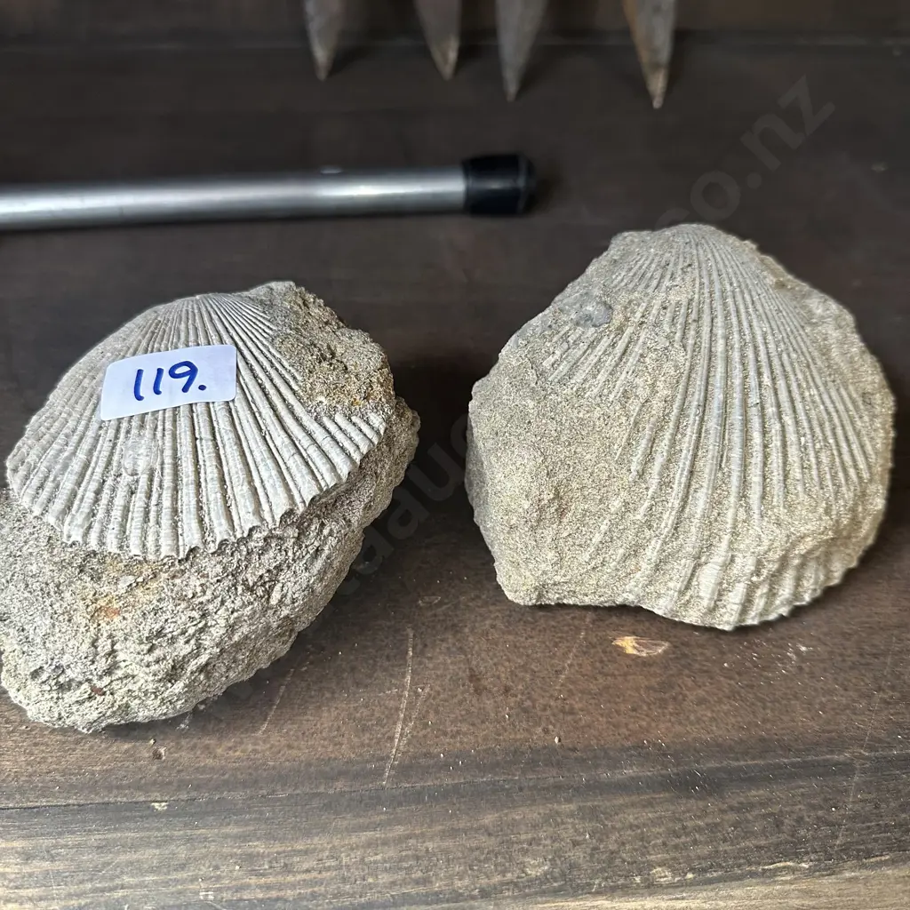 2 fossels Image 1++