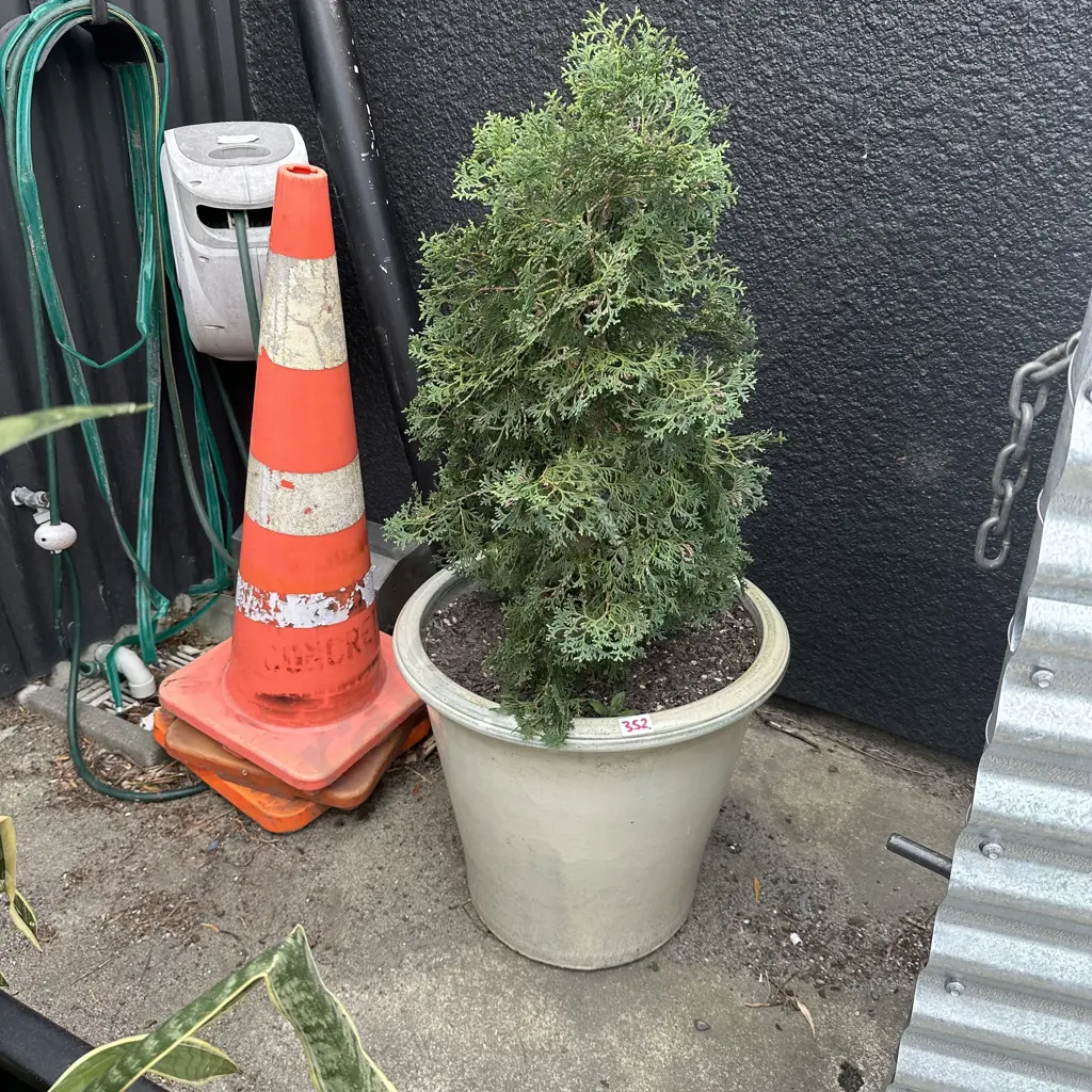 Conifer in glazed pot Image 1++