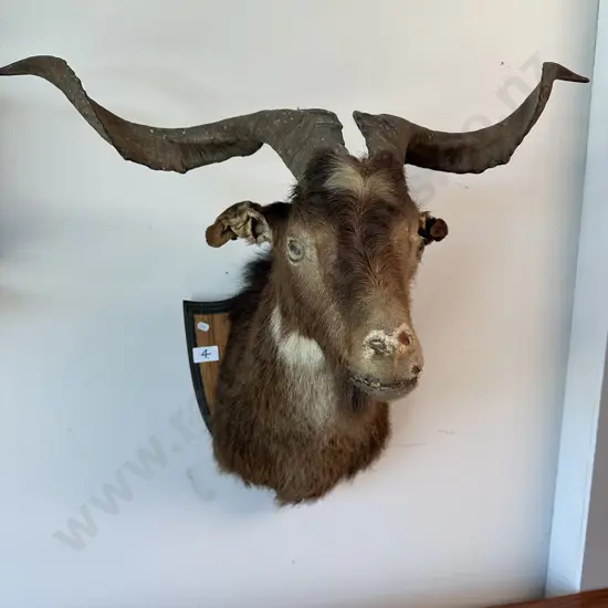 Goat mounted head