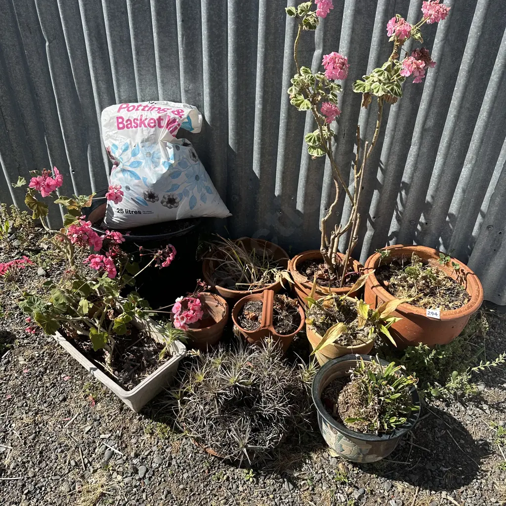 plants and planters Image 1++