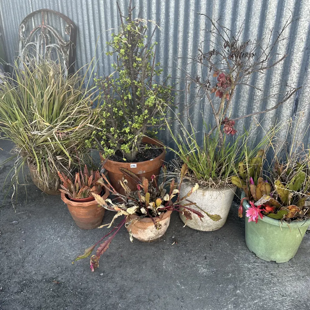 6 potted plants Image 1++