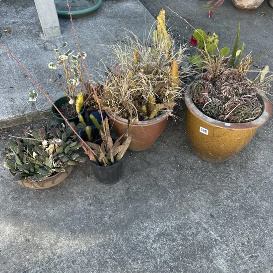succulents