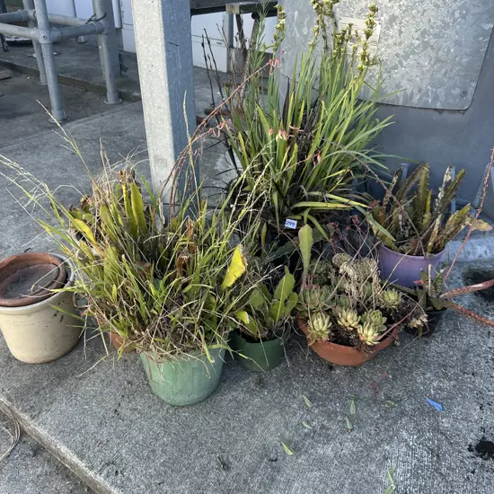 plants
