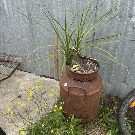 cream can planter