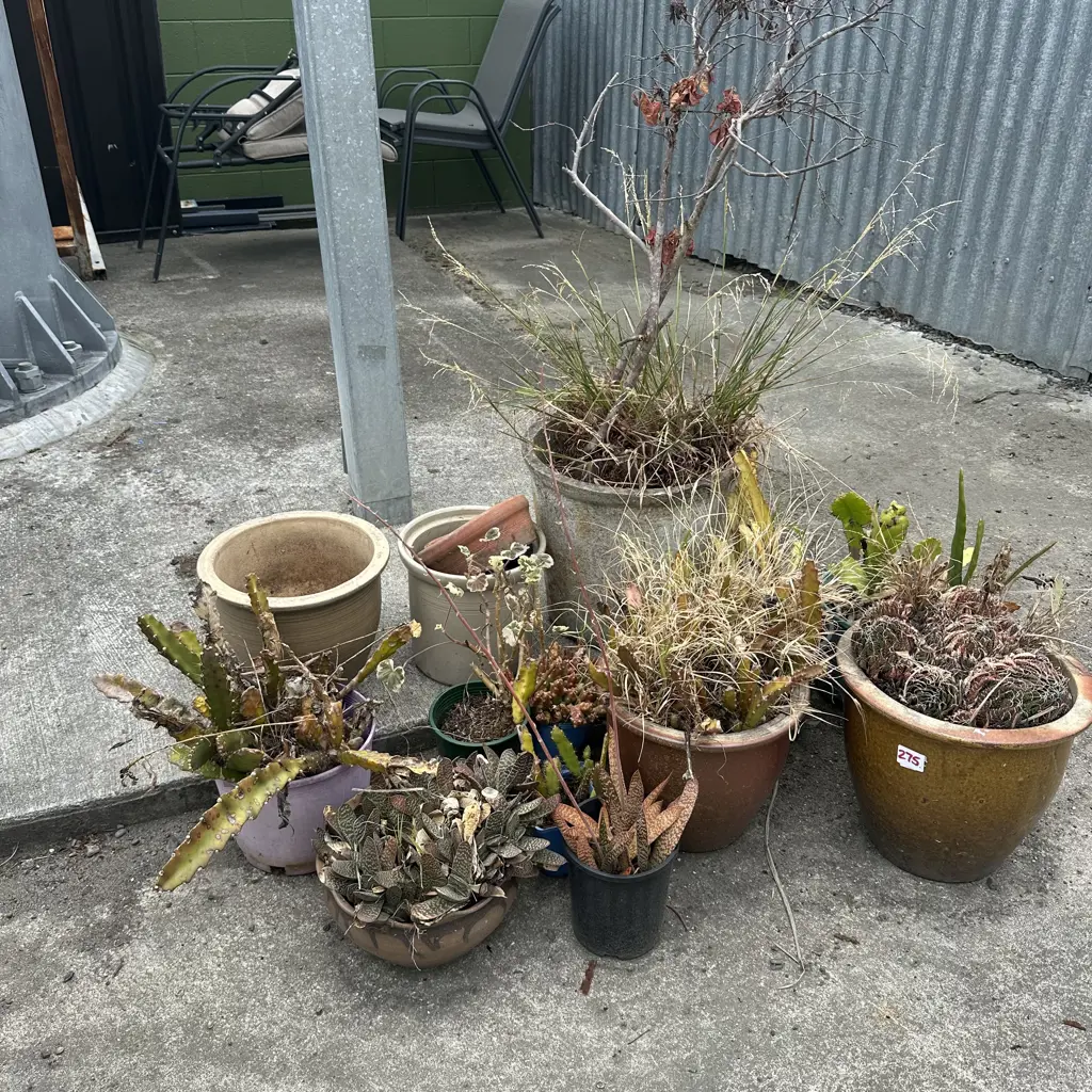 plants Image 1++