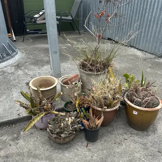 plants