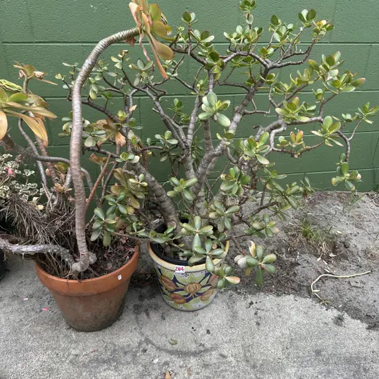 2 money trees