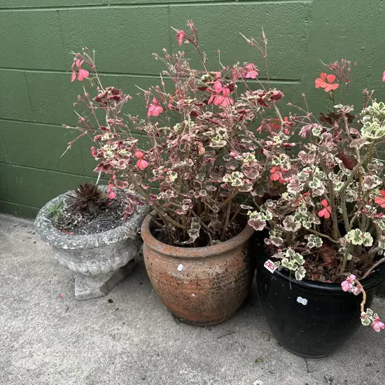 3 potted plants