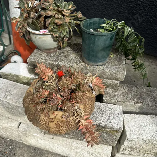 3 potted plants