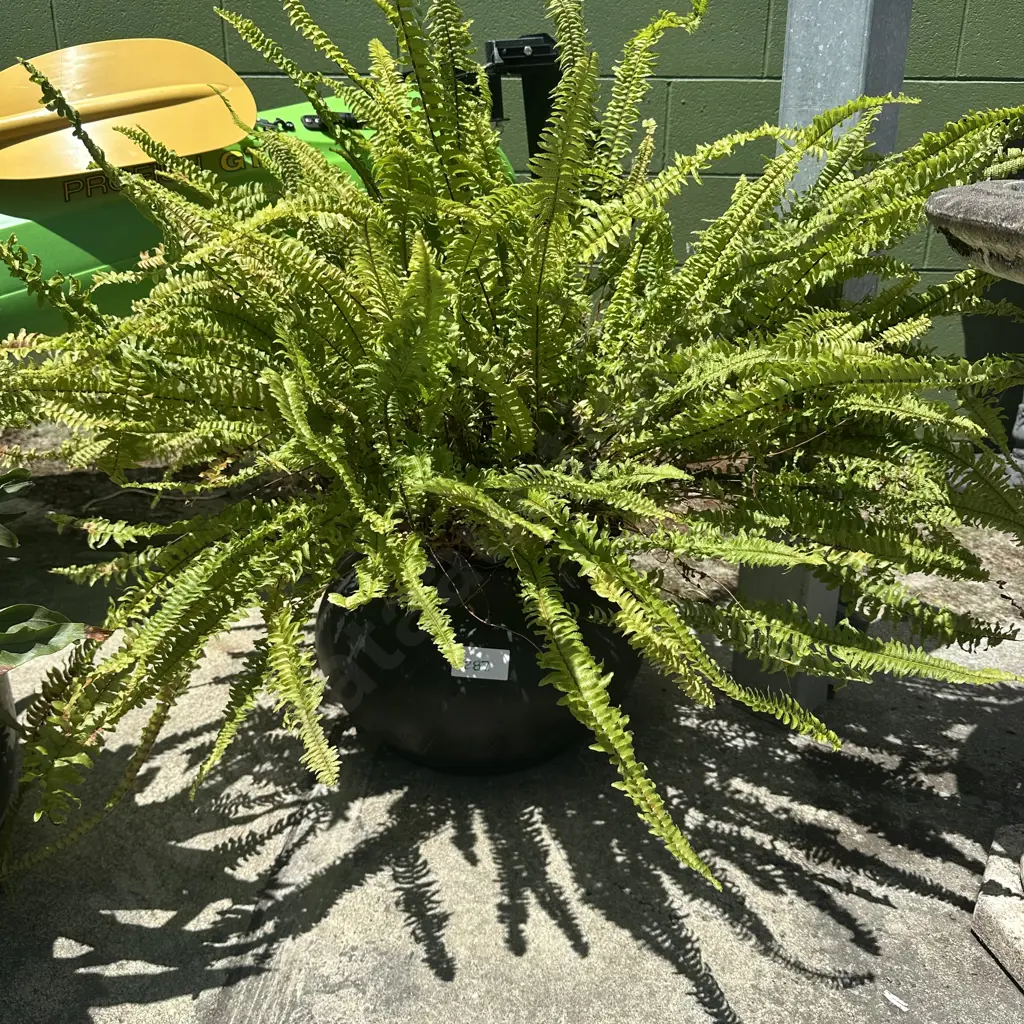 Fern in recycled tyre pot Image 1++