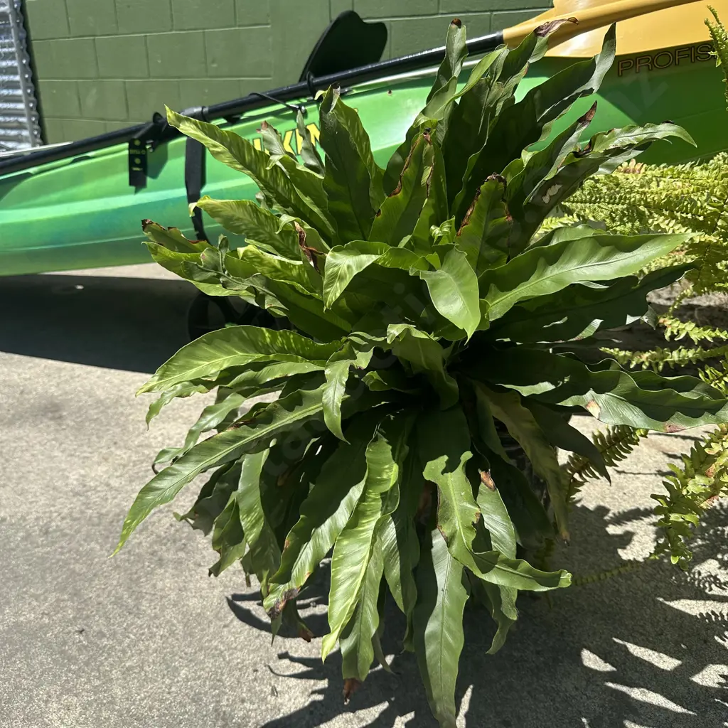 Potted plant Image 1++
