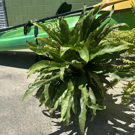 Potted plant
