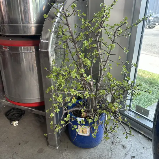potted money tree