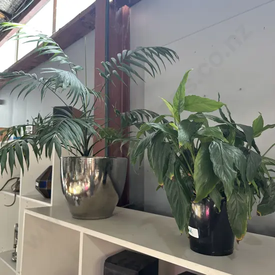 2 potted plants