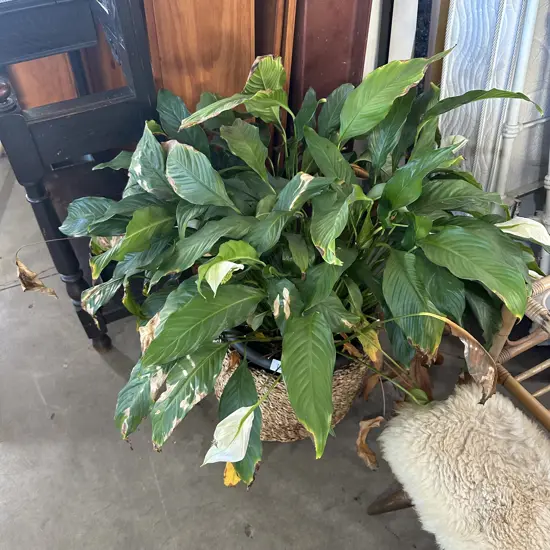 large Lily and basket