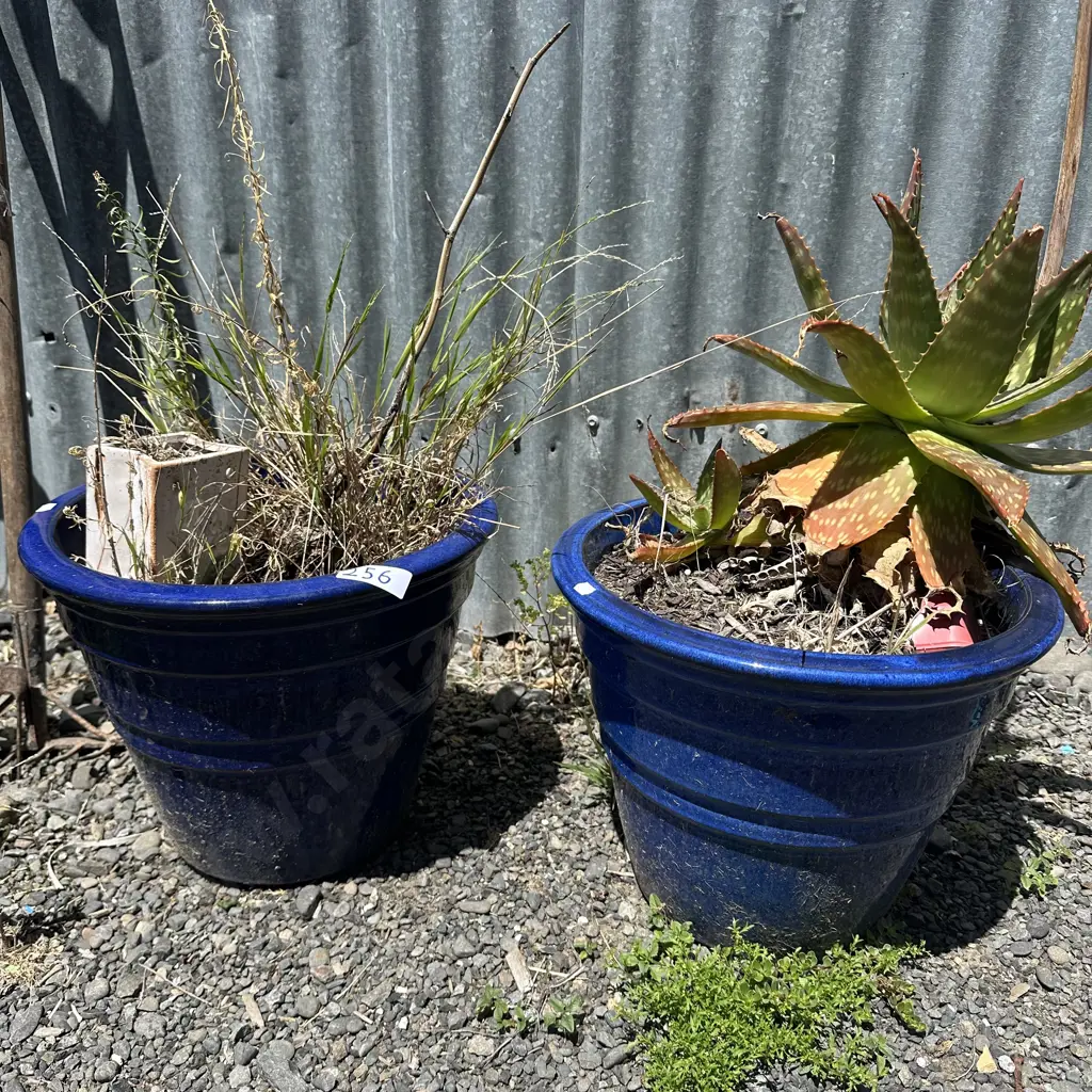 Pr Blue planters and contents Image 1++