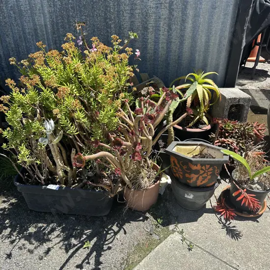 collection plants and planters