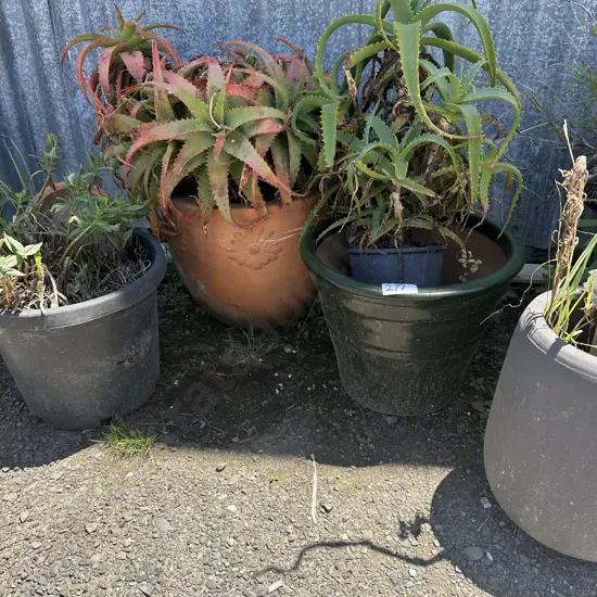 planters and succulents