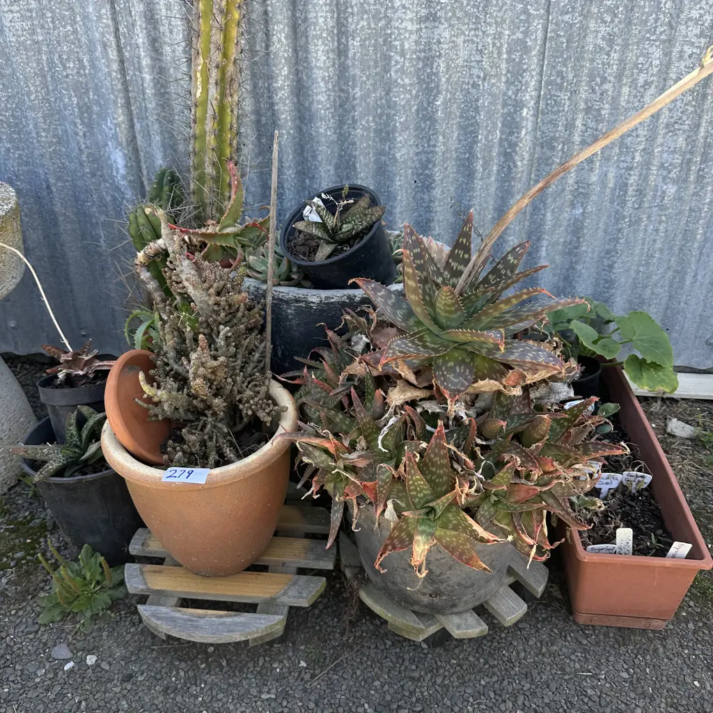 planters and succulents Image 1++